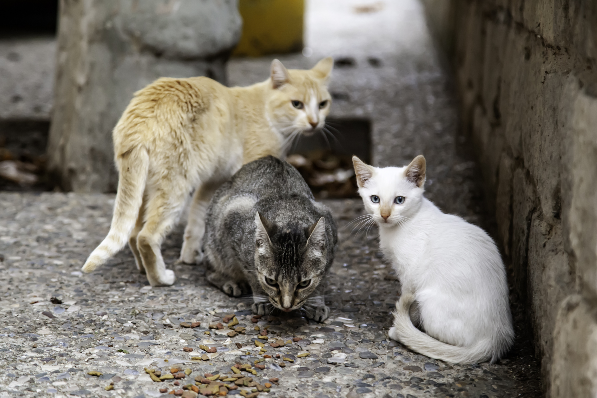 O Concello de Silleda anima a veciñanza e asociacións a colaborar na xestión das colonias felinas