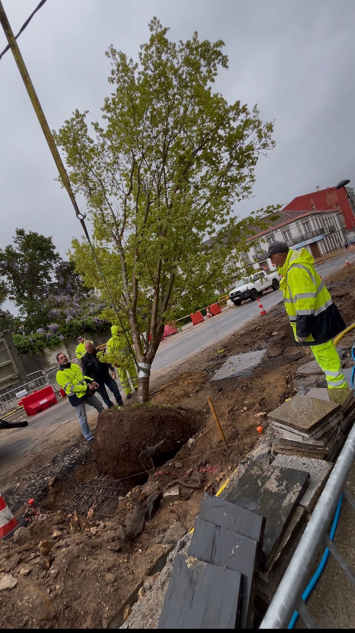 A plantación da nova arborización da Avenida do Parque continuará mañá con novos exemplares de gran porte